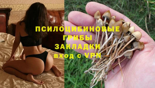 сатива Костерёво